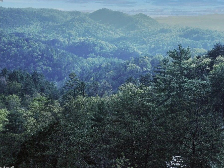 Timber Acreage in Bartlett